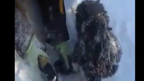 小哥发现路中间的雪堆里有动静,走近一看竟是只已经冻僵了的狗狗,二话就把它凿出来抱回家了……